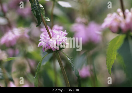 Tuberous jerusalem sage (Phlomis tuberosa, Phlomoides tuberosa), blooming Stock Photo