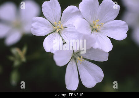 bloody cranesbill, blood-red cranesbill (Geranium sanguineum 'Album', Geranium sanguineum Album), cultivar Album Stock Photo