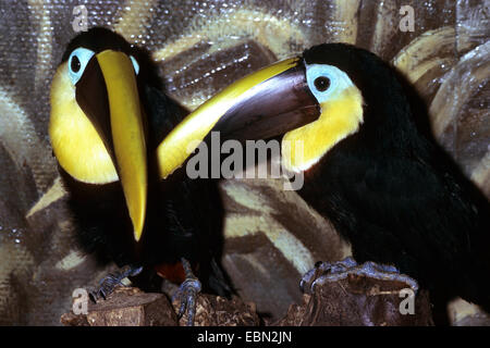 chestnut-mandibled toucan (Ramphastos swainsonii), two chestnut-mandibled toucans in enclosure Stock Photo