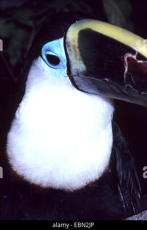 White throated toucan Stock Photo - Alamy