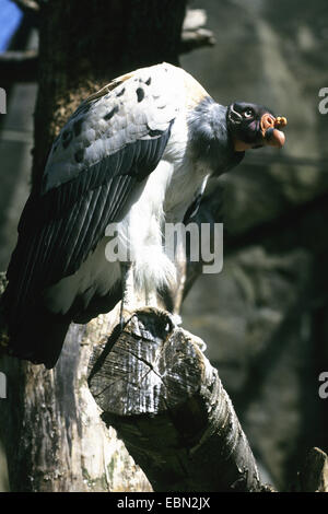 king vulture (Sarcorhamphus papa), in an aviary Stock Photo