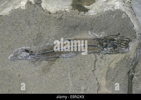 argentine, lesser argentine (Argentina sphyraena), fossilised argentine from Eocene, Denmark, Juetland Stock Photo