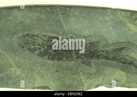 Prionolepis (Prionolepis spec.), fossilised fish, Zechstein, Germany, Bad Sachsa Stock Photo