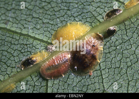 brown soft scale (Coccus hesperidum), several soft lice on the underside of a leaf Stock Photo