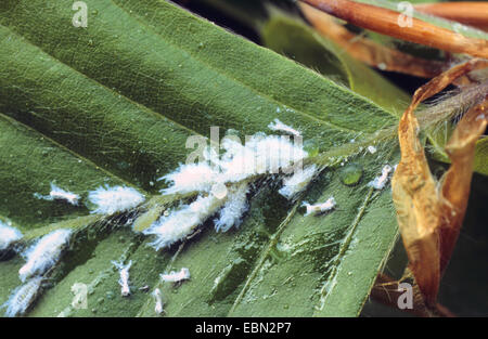 Woolly beech aphid (Phyllaphis fagi), on a beech leaf, Germany Stock Photo