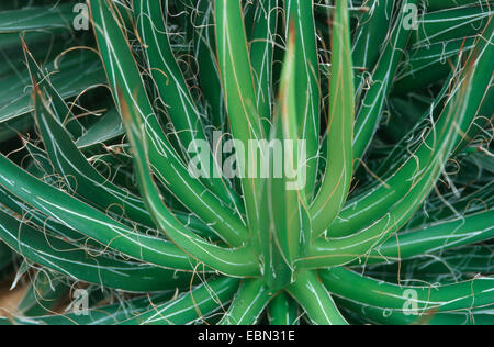 Thread Agave, Thread-leaf Agave, Hairy Agave (Agave filifera) Stock Photo