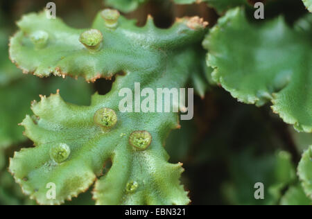 liverwort (Marchantia polymorpha), with reproduction organs Stock Photo