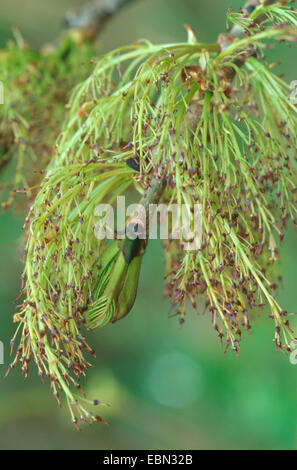 common ash, European ash (Fraxinus excelsior), female flowers, Germany Stock Photo