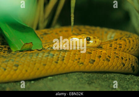 Cape cobra, yellow cobra (Naja nivea), resting Stock Photo