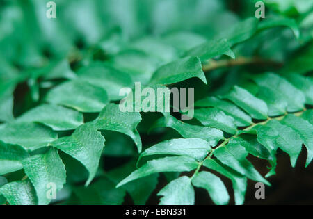 Japanese Holly Farn (Cyrtomium falcatum, Polysticum falcatum), leaves of the cultivar Rochfordianum Stock Photo