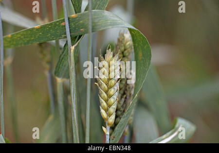 club wheat, wheat (Triticum aestivum ssp. compactum, Triticum compactum (unbegrannt)), spike Stock Photo