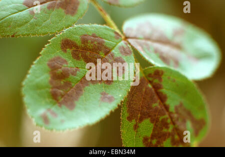 black spot of rose (Diplocarpon rosae, Actinonema rosae, Asteroma rosae, Marssonina rosae), damage on rose leaves Stock Photo