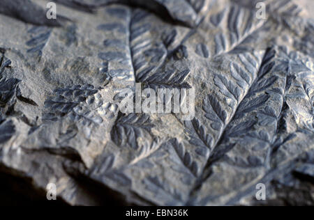 Mariopteris, fossile seed fern from Carboniferous Stock Photo