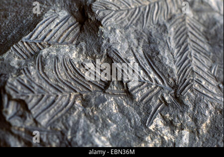 Alethopteris, fossile seed fern in shale from Carboniferous Stock Photo