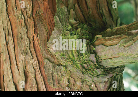 Japanese cypress, Hinoki cypress, Hinoki (Chamaecyparis obtusa), bark Stock Photo