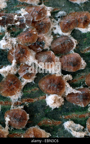 Horse Chestnut Scale (Pulvinaria regalis), at lime tree Stock Photo