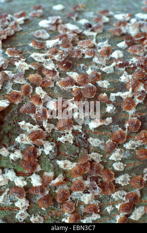 Horse Chestnut Scale (Pulvinaria regalis), at lime tree, Germany Stock Photo