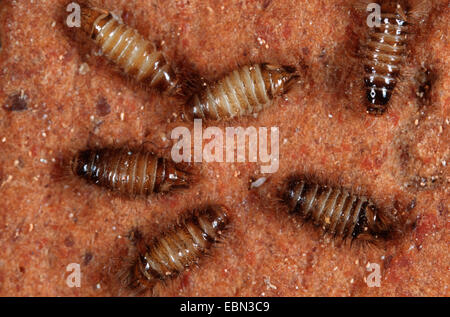 varied carpet beetle (Anthrenus verbasci), top view Stock Photo