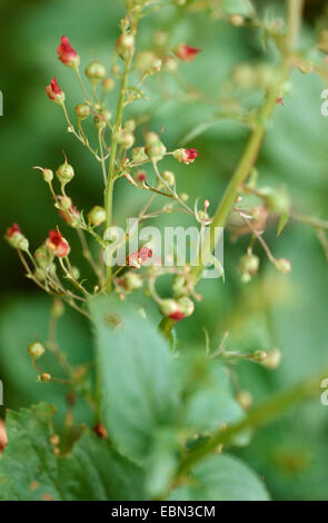 green figwort (Scrophularia umbrosa), blooming, Germany Stock Photo