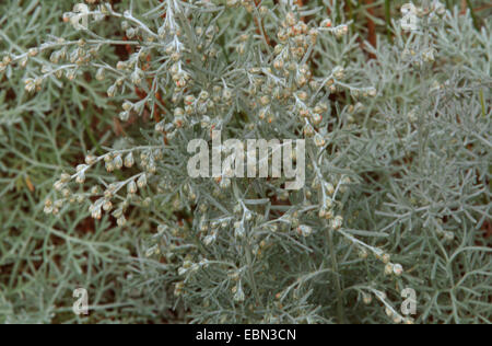 sea wormwood (Artemisia maritima), blooming, Germany Stock Photo