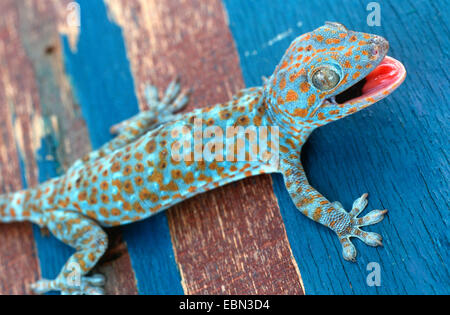 tokay gecko, tokee (Gekko gecko, Gecko gecko), blue and brown animal sitting on a wooden ground of the same colours Stock Photo