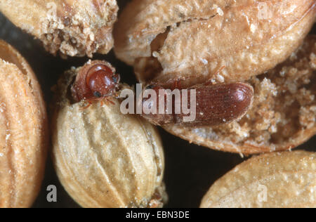 drugstore beetle, drug store weevil, biscuit beetle, bread beetle (Stegobium paniceum), beetles at coriander seed Stock Photo