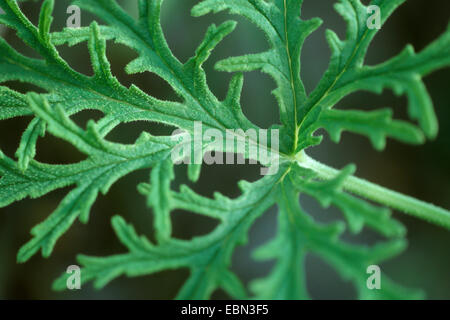 apple geranium, Apple scented geranium (Pelargonium odoratissimum), leaf detail Stock Photo