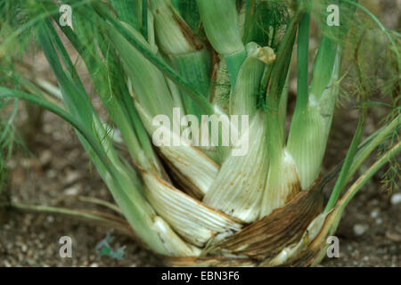 Fennel bulb, Florence fennel (Foeniculum vulgare var. azoricum), in the garden Stock Photo