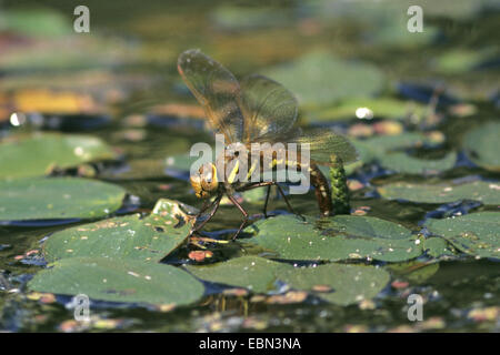brown aeshna, brown hawker, great dragonfly (Aeshna grandis), lays eggs between pondweed, Germany Stock Photo