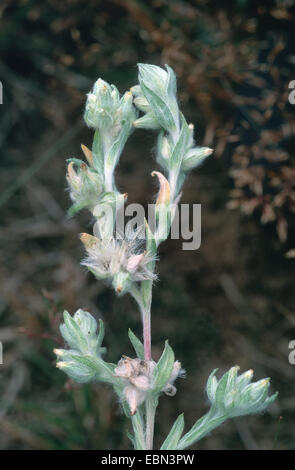 slender cudweed, small cudweed (Filago minima), blooming and fruiting, Germany Stock Photo