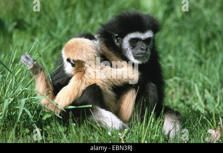 common gibbon, white-handed gibbon (Hylobates lar), with juvenile Stock Photo