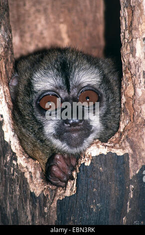 douroucouli, night monkey, humboldt's night monkey (Aotus trivirgatus), locking out of his cave Stock Photo