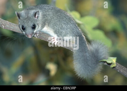 edible dormouse, edible commoner dormouse, fat dormouse, squirrel-tailed dormouse (Glis glis), on branch Stock Photo