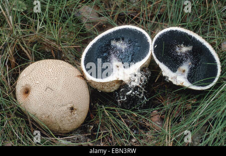 common earthball (Scleroderma citrinum), habitus and sliced, Germany Stock Photo