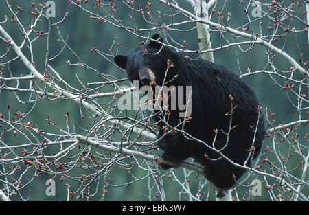 American black bear (Ursus americanus), female climbing in aspen tree, Canada, Jasper National Park Stock Photo