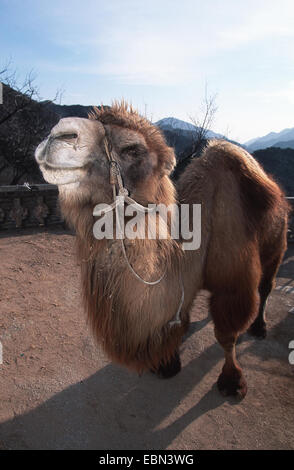 Bactrian camel, two-humped camel (Camelus bactrianus), portrait, China Stock Photo