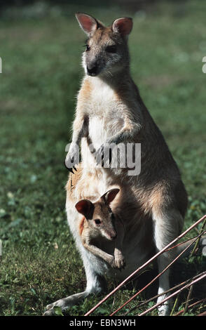 agile wallaby, sandy wallaby (Macropus agilis, Wallabia agilis), with baby in pouch Stock Photo