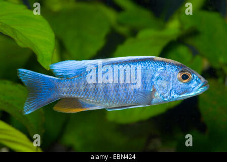 Azur Malawi cichlid (Sciaenochromis fryeri), swimming Stock Photo