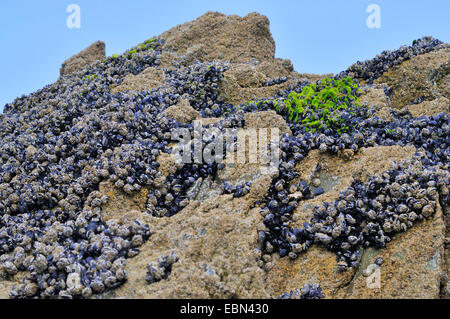 blue mussel, bay mussel, common mussel, common blue mussel (Mytilus edulis), bed of mussels on a rock at ebb tide, France, Brittany Stock Photo