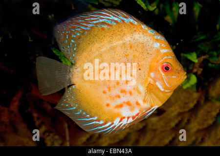 Blue discus (Symphysodon aequifasciatus), breed Pidgeon Blood Stock Photo