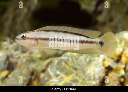 Tanganjika Shell Cichlid (Telmatochromis vittatus), swimming Stock Photo