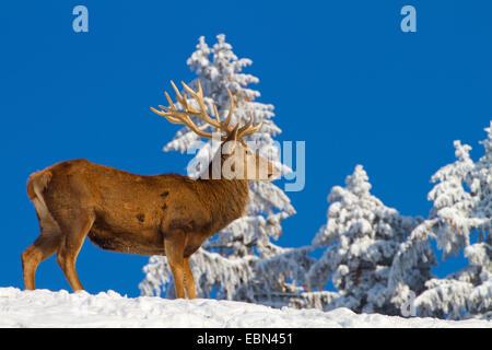 red deer (Cervus elaphus), stag in winter against blue sky, Austria, Vorarlberg Stock Photo