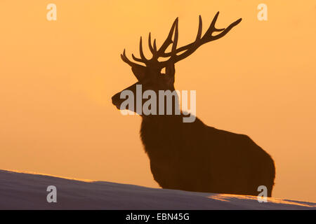 red deer (Cervus elaphus), bull standing on a snow-covered slope at sunset, Austria, Vorarlberg Stock Photo
