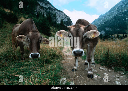 domestic cattle (Bos primigenius f. taurus), curious individual on hiking trail, Slovenia, Triglav Nationalpark Stock Photo