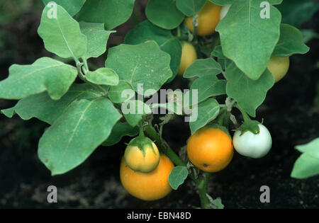 egg-plant, eggplant (Solanum melongena), plant with fruits Stock Photo