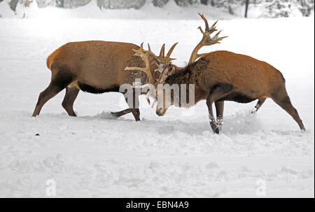 red deer (Cervus elaphus), two stags fighting against each other in snow, Germany Stock Photo
