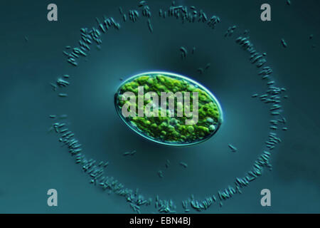 green alga in differential interference contrast Stock Photo