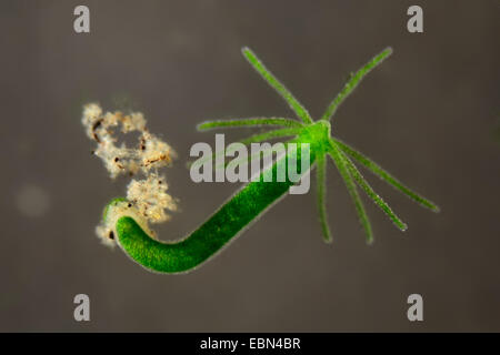 green hydra (Chlorohydra viridissima, Hydra viridis), in darkfield Stock Photo