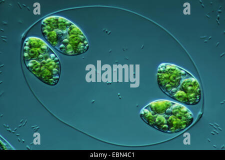 green alga in differential interference contrast Stock Photo