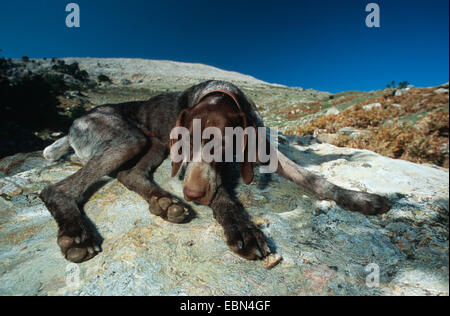 German Wire-haired Pointing Dog (Canis lupus f. familiaris), resting, Greece, Samos Stock Photo